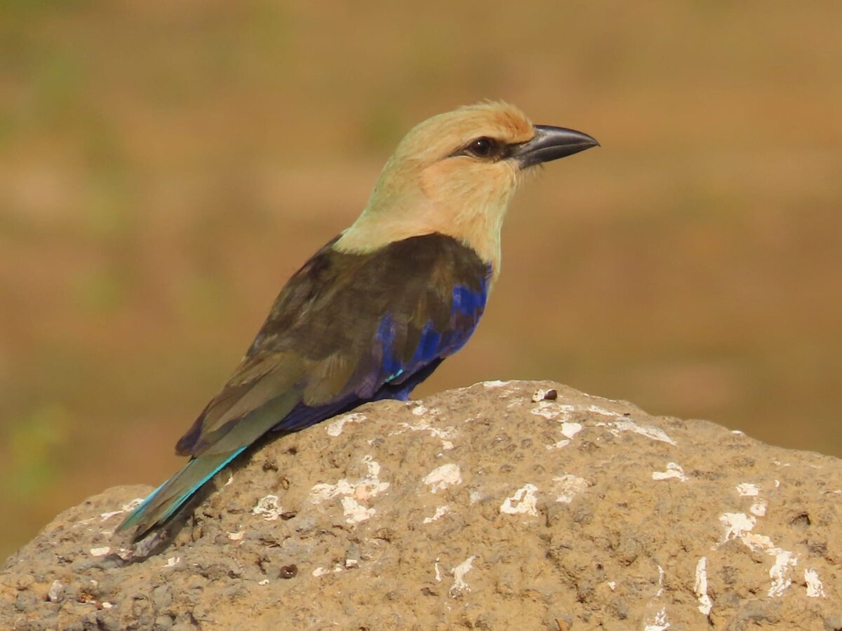 Blue-Bellied Roller